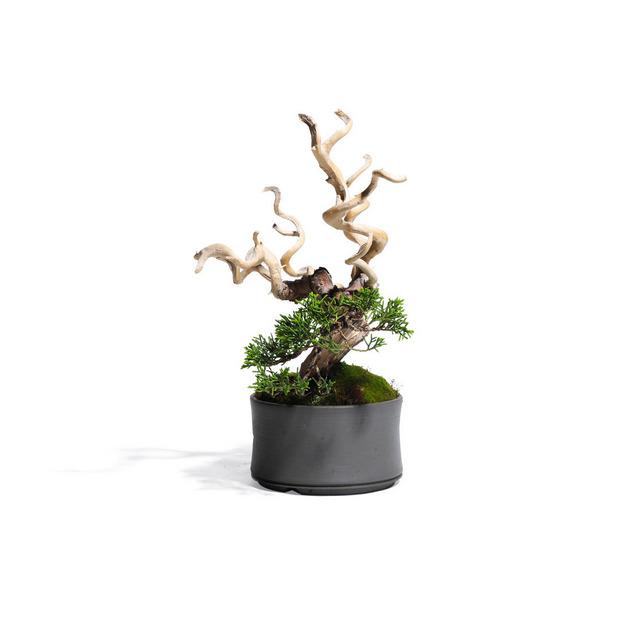 真柏 -Japanese Juniper- (推定樹齢30年)-M0012- 詳細画像